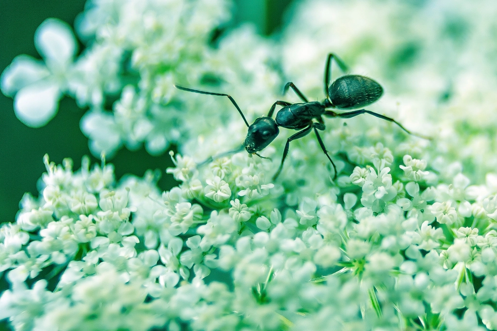 Ant Control illustration