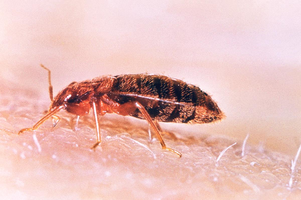 Bed Bug Removal illustration