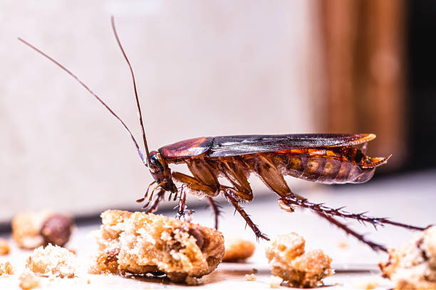 Cockroach Treatment illustration