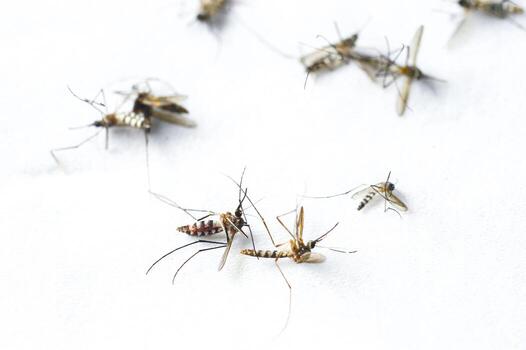 Mosquito Control illustration