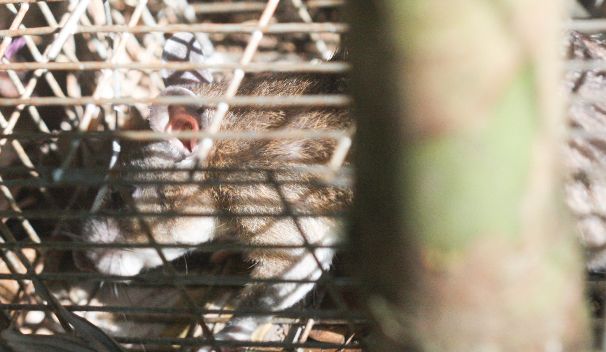 Rodent Control illustration