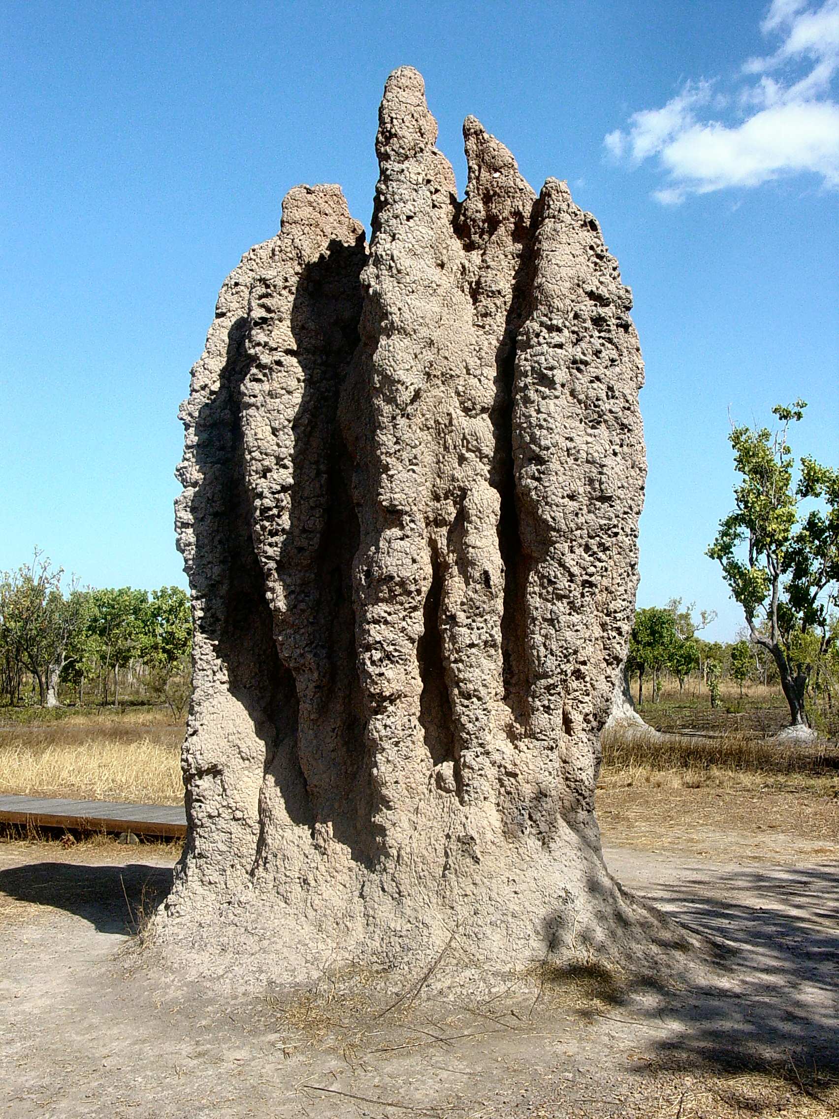 Termite Control illustration